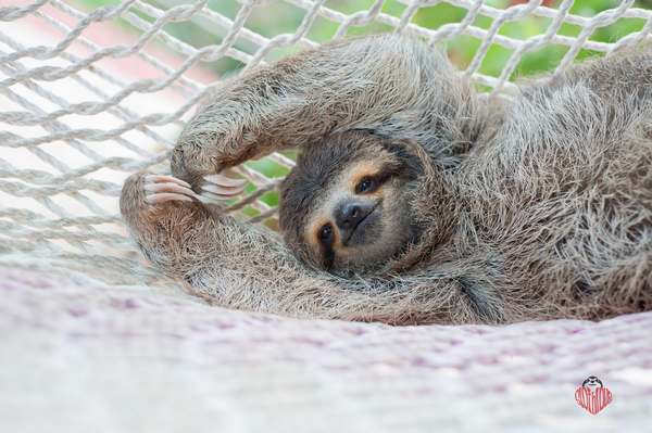 Preguiças, quanto amor: vamos proteger esses animais adoráveis ​​e lentos (FOTO)