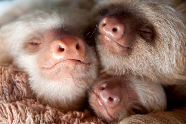 Sloths, how much love: let's protect these adorable and slow animals (PHOTO)