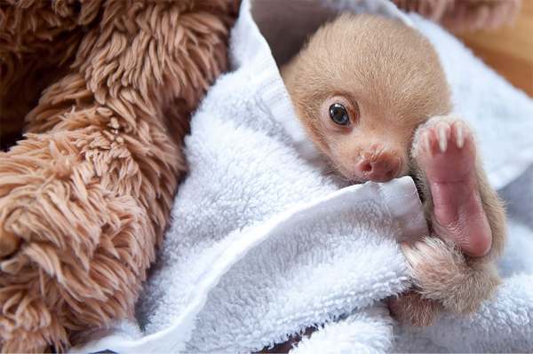 Sloths, how much love: let's protect these adorable and slow animals (PHOTO)