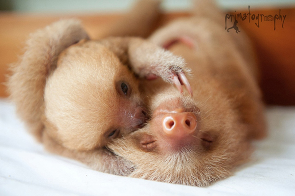 Preguiças, quanto amor: vamos proteger esses animais adoráveis ​​e lentos (FOTO)