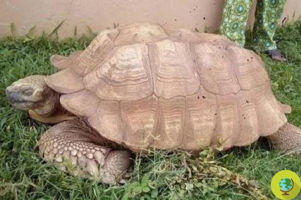 Alagba, the oldest turtle in the world, died: he was 344 years old and was considered sacred