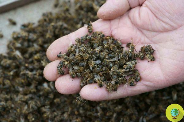 Pesticidas: se está revisando el uso de emergencia de neonicotinoides para matar abejas en 10 países (excepto Francia)