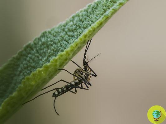 Mosquitos-tigre: os remédios mais eficazes dos óleos essenciais de coentro e arruda