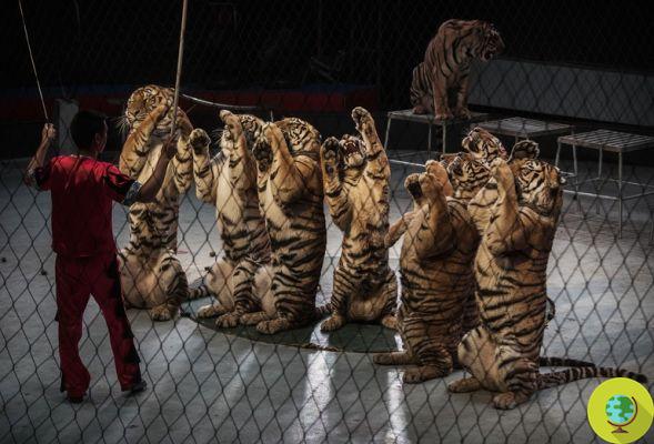 Wales also bans wild animals from circuses