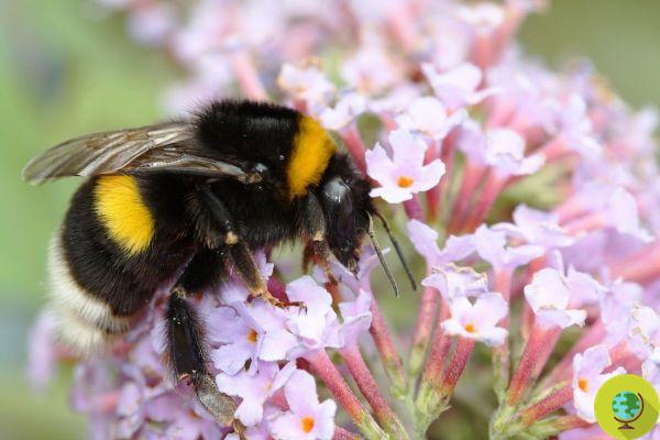 Rising temperatures are cooking bumblebees' favorite snack