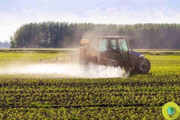 Pesticidas: en Europa todavía hay demasiados productos importados que no cumplen con los estándares de la UE
