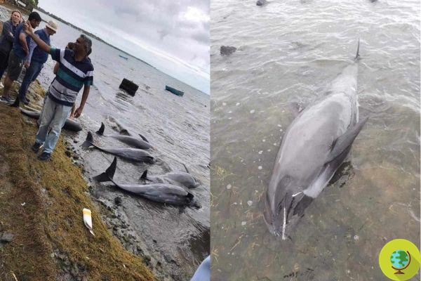 Mauritius oil disaster: found the carcasses of at least 47 cetaceans