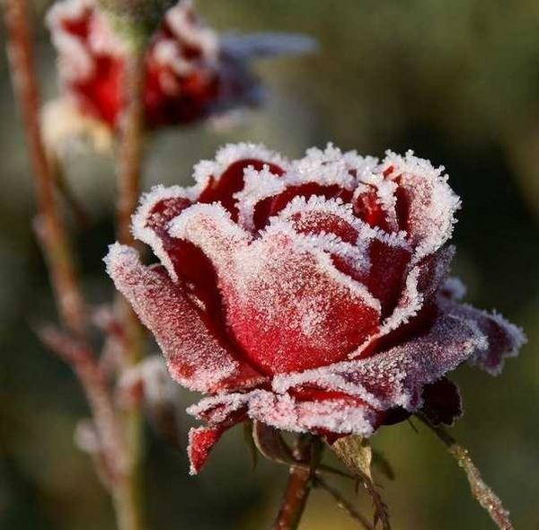 Plants exposed to cold and frost: how to care for and save them