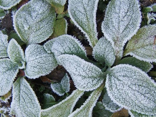 Plantas expostas ao frio e à geada: como cuidar e salvá-las