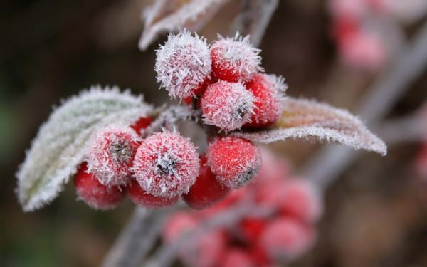 Plantas expuestas al frío y las heladas: cómo cuidarlas y salvarlas