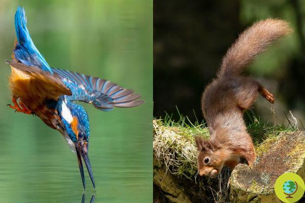 Las espectaculares tomas del fotógrafo autodidacta que aprovecha la pausa para comer para inmortalizar a los animales salvajes