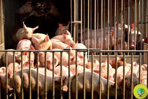 En Reino Unido, los mataderos están en crisis por el Brexit: miles de cerdos serán exterminados en vano por falta de mano de obra