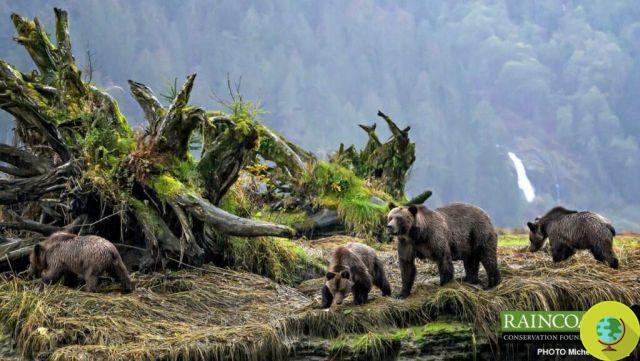 “Deslumbrante”: os mapas de DNA de ursos pardos correspondem a grupos de línguas indígenas