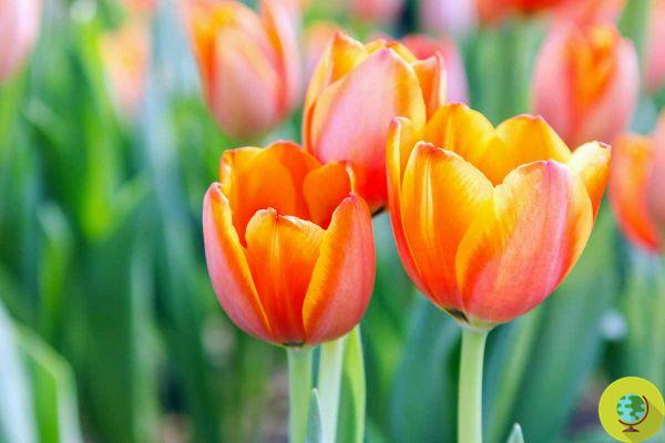 Tulips: October is the right month to plant bulbs in pots or in the garden and have beautiful flowers in spring