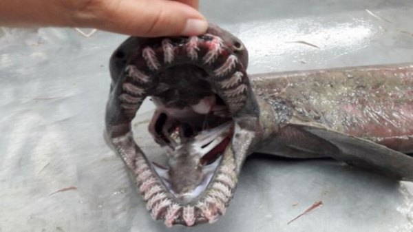 Tiburón-serpiente: 'dinosaurio' vivo descubierto hace 80 millones de años