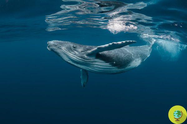 As baleias têm células que são capazes de resistir ao câncer. eu estudo
