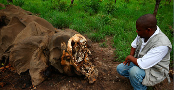La madre naturaleza se defiende: los elefantes están naciendo sin colmillos para sobrevivir a los cazadores furtivos