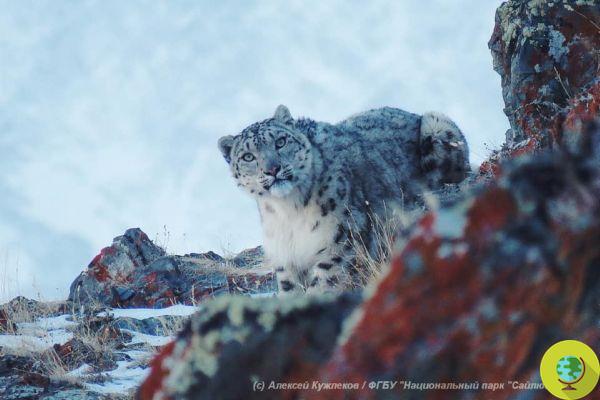 The rare snow leopard reappears, a female spotted in the heart of Russia