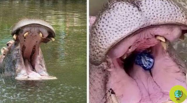 The hippo from a safari zoo who nearly died from a plastic cup thrown into his mouth
