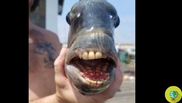 “Cabeza de oveja”, el curioso pez con dientes increíblemente humanos