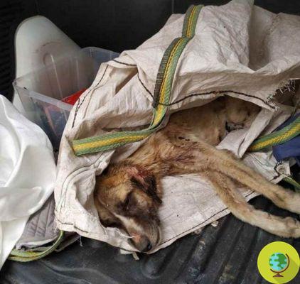 Rescued a dog thrown alive in the garbage