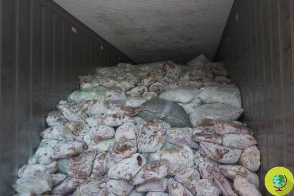 Escamas de pangolín, decomiso récord de 14 toneladas con destino al mercado asiático