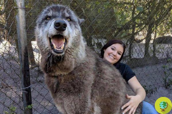 Goodbye Yuki, the hybrid wolf with husky and German shepherd who remembered the direwolves of Game of Thrones