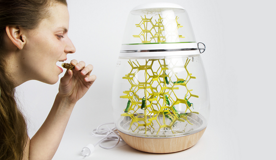 Lepsis: the terrarium for raising edible insects at home