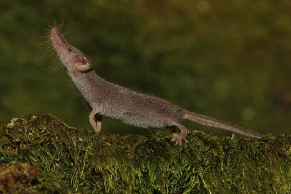 Los 10 mamíferos más pequeños del mundo (FOTO)