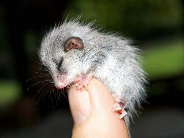 Los 10 mamíferos más pequeños del mundo (FOTO)