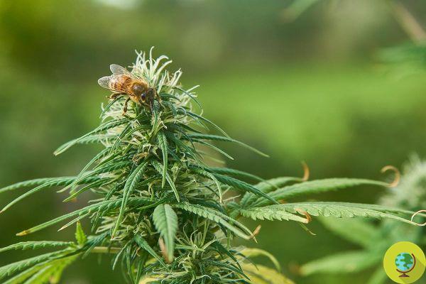 Everything you need to know about hemp flowers in 2022