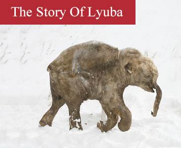 Lyuba: face to face with the world's best-kept baby mammoth