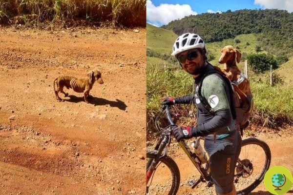 Casal de ciclistas salva dachshund abandonado, agora eles são companheiros de ciclismo