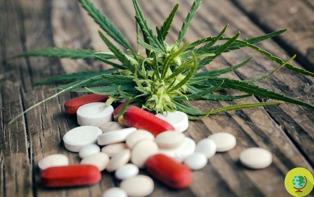 El antibiótico natural del cannabis contra las bacterias resistentes. El estudio sobre el aceite de cdb
