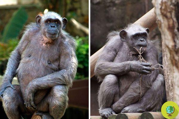 Muere en el Zoo de Barcelona la hembra de chimpancé más vieja de Europa, toda una triste vida en cautiverio
