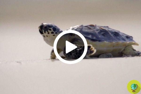 O santuário que salva milhares de tartarugas ameaçadas de extinção, atingidas por barcos e plásticos
