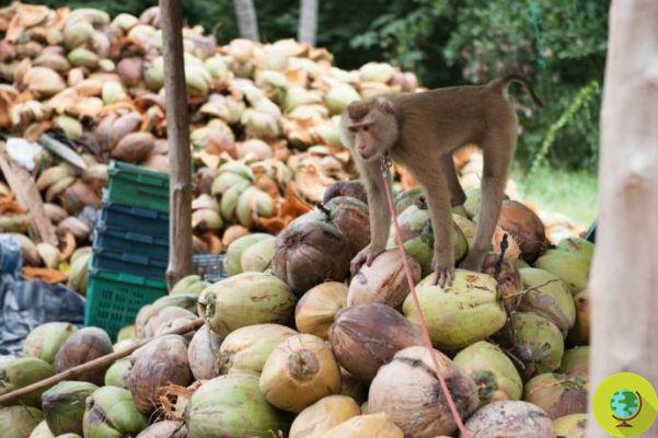 Esses macacos são escravizados para colher nosso coco