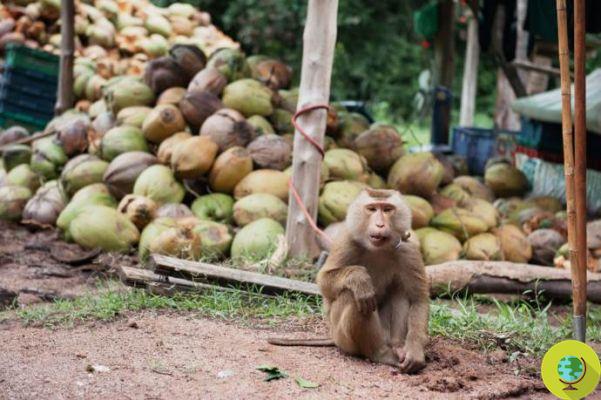Esses macacos são escravizados para colher nosso coco