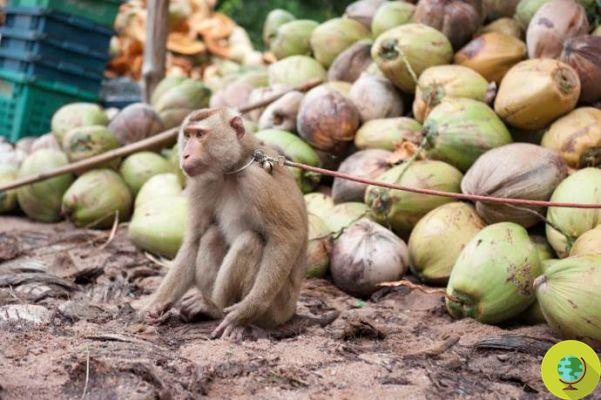 These macaques are enslaved to harvest our coconut