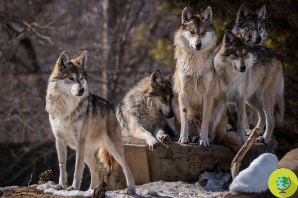 The gray wolves exterminated by hunting and poaching in Wisconsin, no law protects them anymore