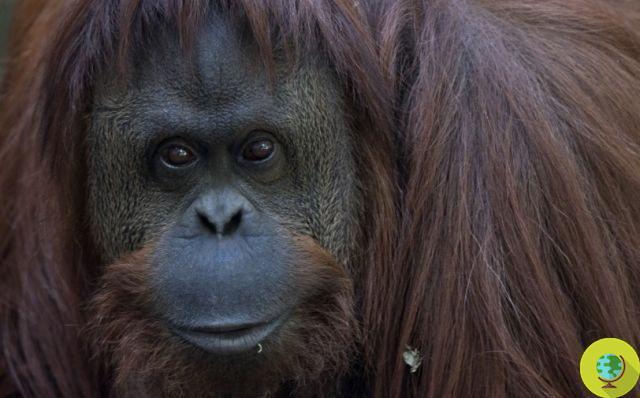 Sandra, l'orang-outan du zoo de Buenos Aires bientôt libérée grâce au tribunal qui l'a reconnue comme 