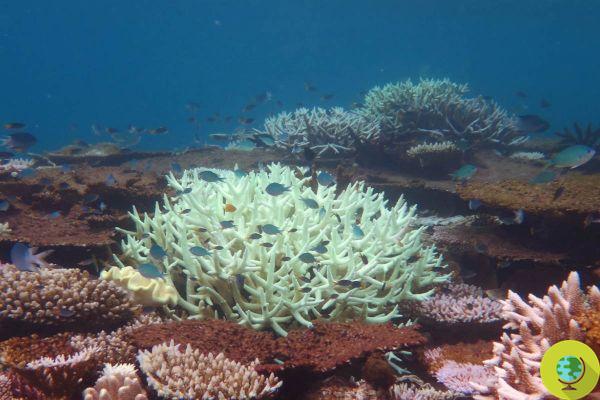 La Grande Barrière de Corail fait face à un nouveau blanchiment de masse dû à une chaleur record