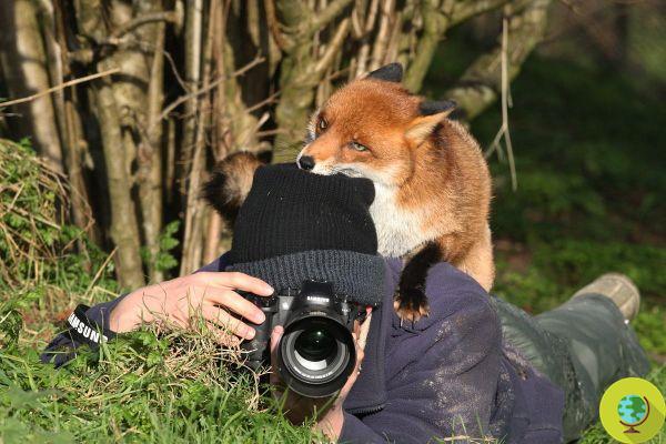 The adorable wildlife photos that interrupt wildlife photographers
