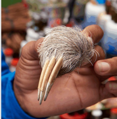 O maior mercado de vida selvagem do Peru reabre. Garras de preguiça, genitais de golfinhos e outros horrores estão sendo vendidos novamente
