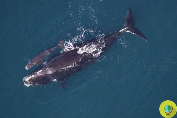Ballenas francas del Atlántico norte en peligro de extinción: no hay nuevos nacimientos en 2018