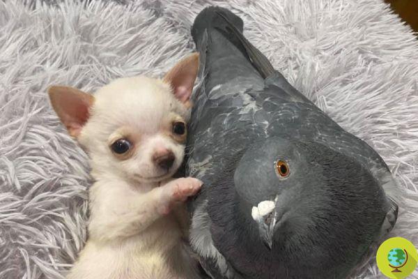 A pigeon that does not fly and a chihuahua that does not walk become inseparable friends