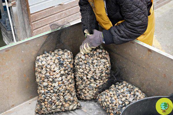 Estuvieron a punto de poner almejas reales en el mercado, pero estaban contaminadas y guardadas en medio de un vertedero tóxico