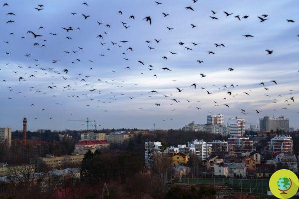 Menos iluminação e mais árvores em vez de concreto - para que as cidades possam salvar as aves migratórias