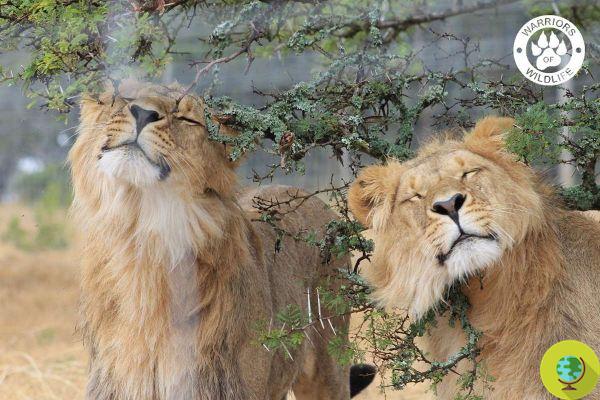 After years of captivity in a zoo, five lions and a tiger re-experience freedom in South Africa