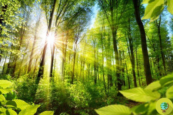 L'Europe veut planter 3 milliards d'arbres en 10 ans pour enrayer la perte de biodiversité